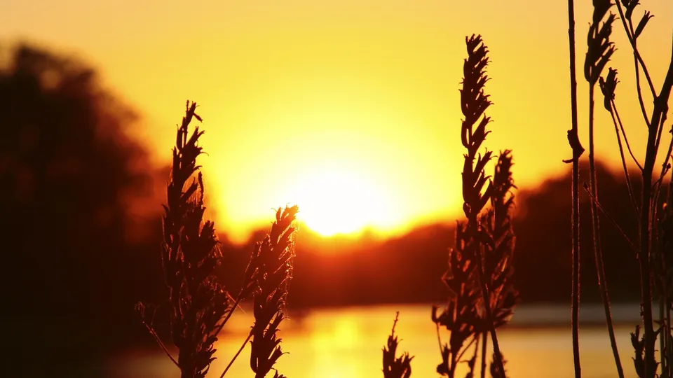 Silhouetted tall grass in the foreground with a bright, golden sunset over a body of water in the background.