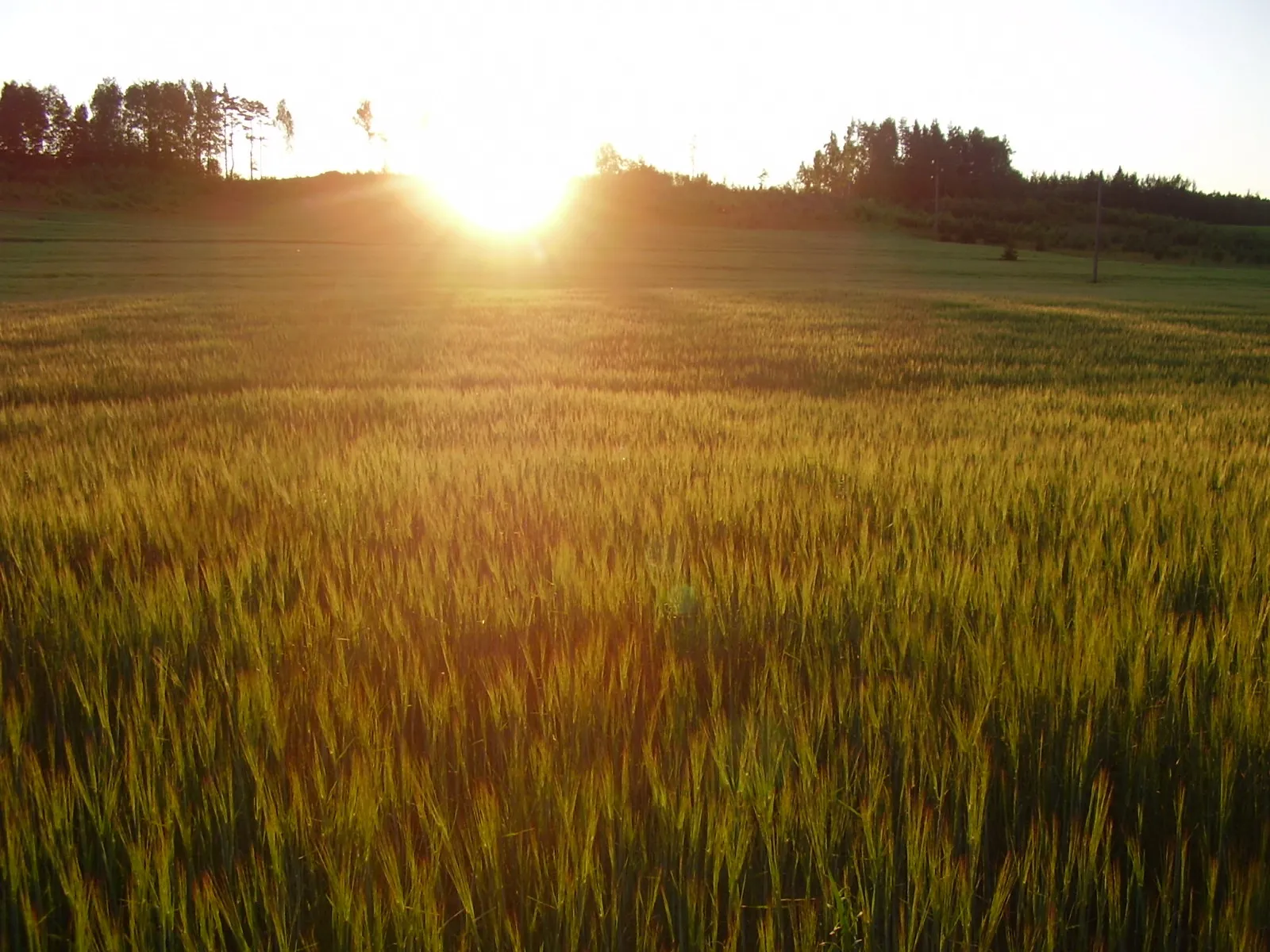 A wide field of wheat bathed in the warm glow of a setting sun, with trees on the horizon.
