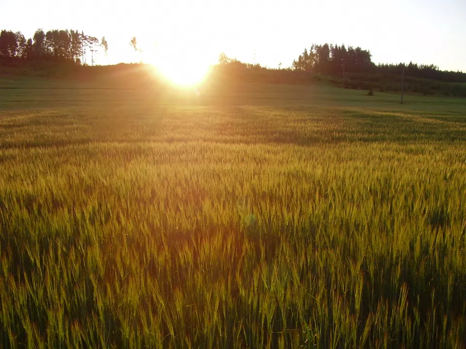 A wide field of wheat bathed in the warm glow of a setting sun, with trees on the horizon.