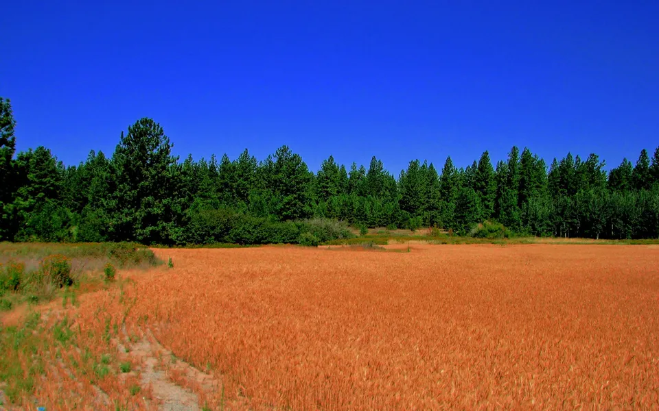 A golden wheat field is in the foreground with a dense forest of dark green trees in the background under a clear blue sky.