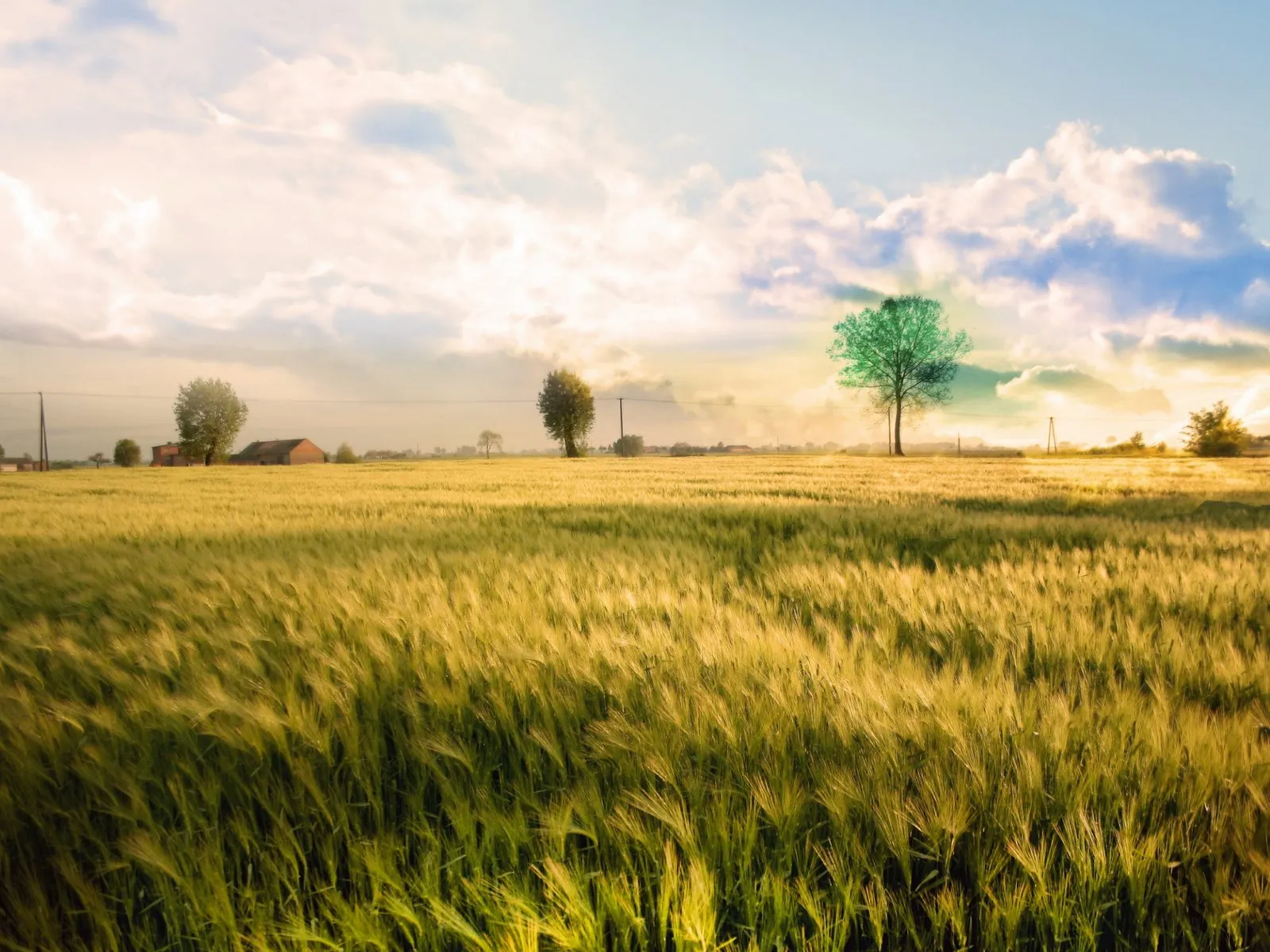 Golden wheat field with scattered trees and a vibrant sky with clouds.
