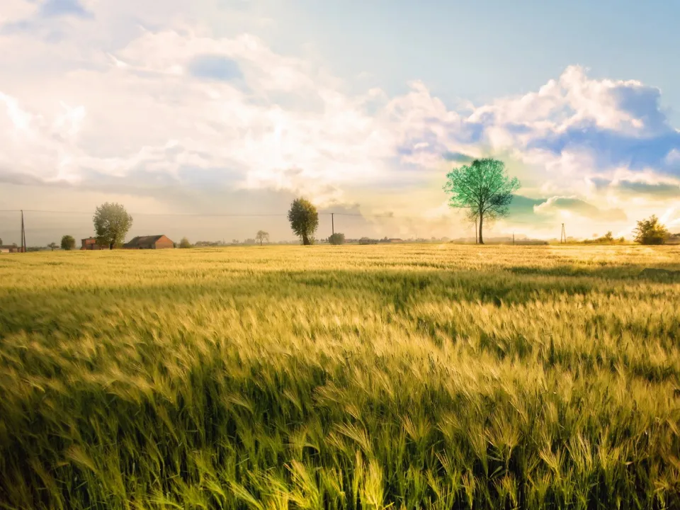 Golden wheat field with scattered trees and a vibrant sky with clouds.