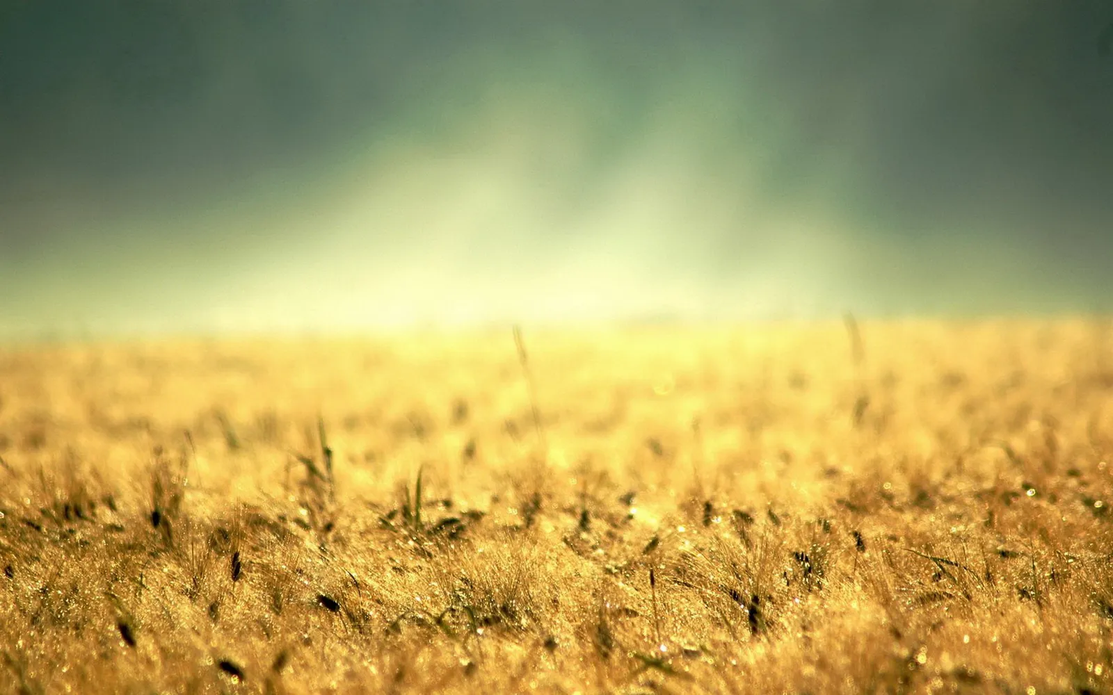 A close-up view of a golden wheat field with dew drops, illuminated by soft morning light.