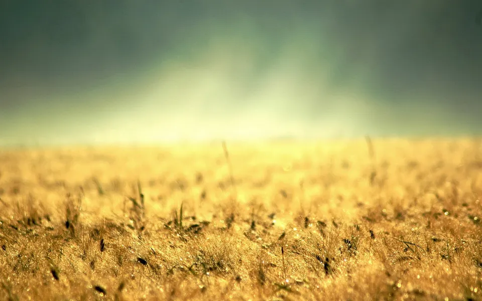 A close-up view of a golden wheat field with dew drops, illuminated by soft morning light.