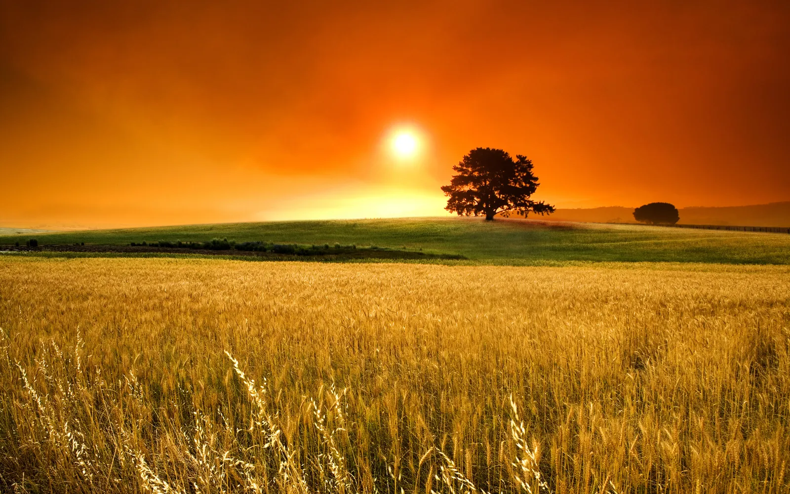 A vast golden wheat field stretches towards rolling green hills under a vibrant orange sunset sky with a solitary tree silhouetted.