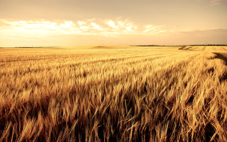 A vast golden wheat field stretches towards the horizon under a warm, cloudy sky.