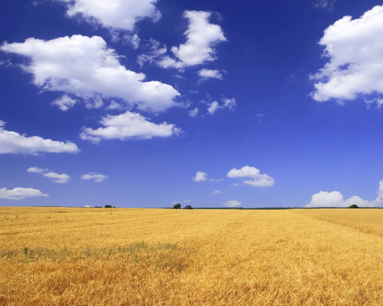 A vast golden wheat field stretches to the horizon under a bright blue sky with scattered white clouds.