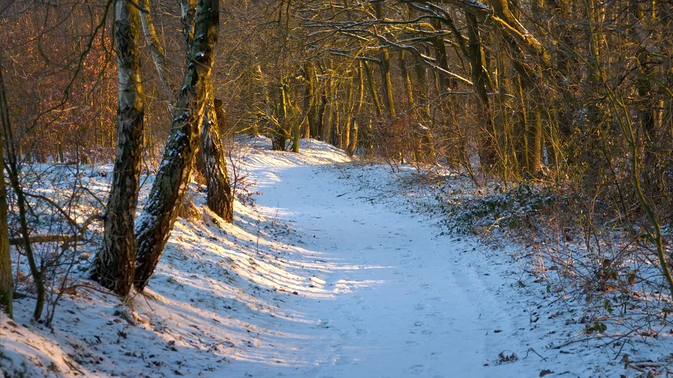 Golden winter sunlight illuminates a snowy forest trail, casting long shadows.