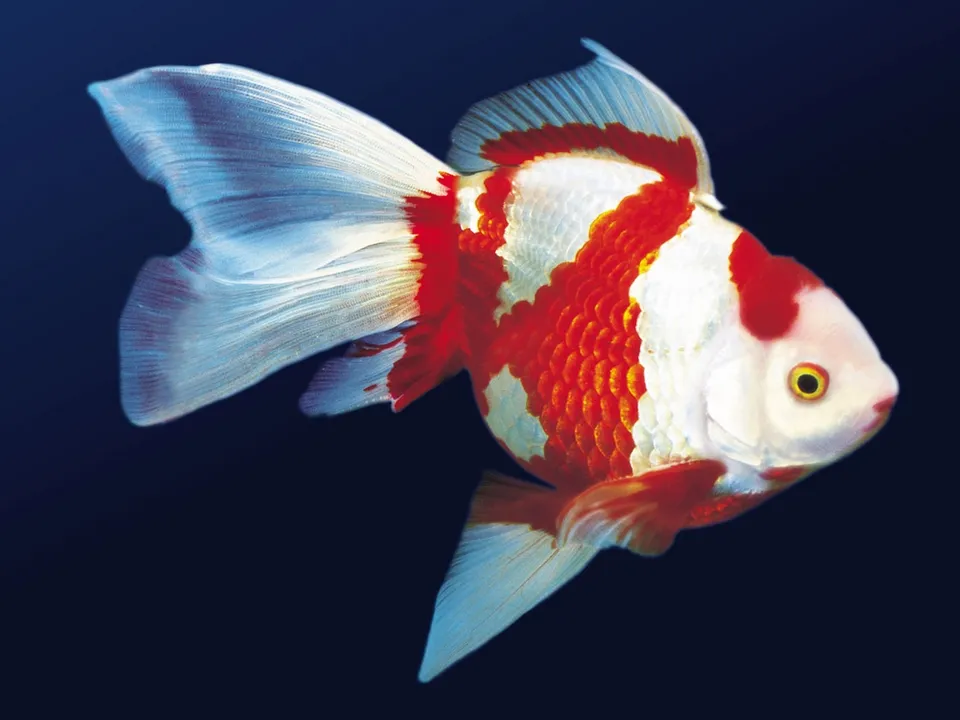 A vibrant red and white goldfish with flowing fins swims against a dark blue background.