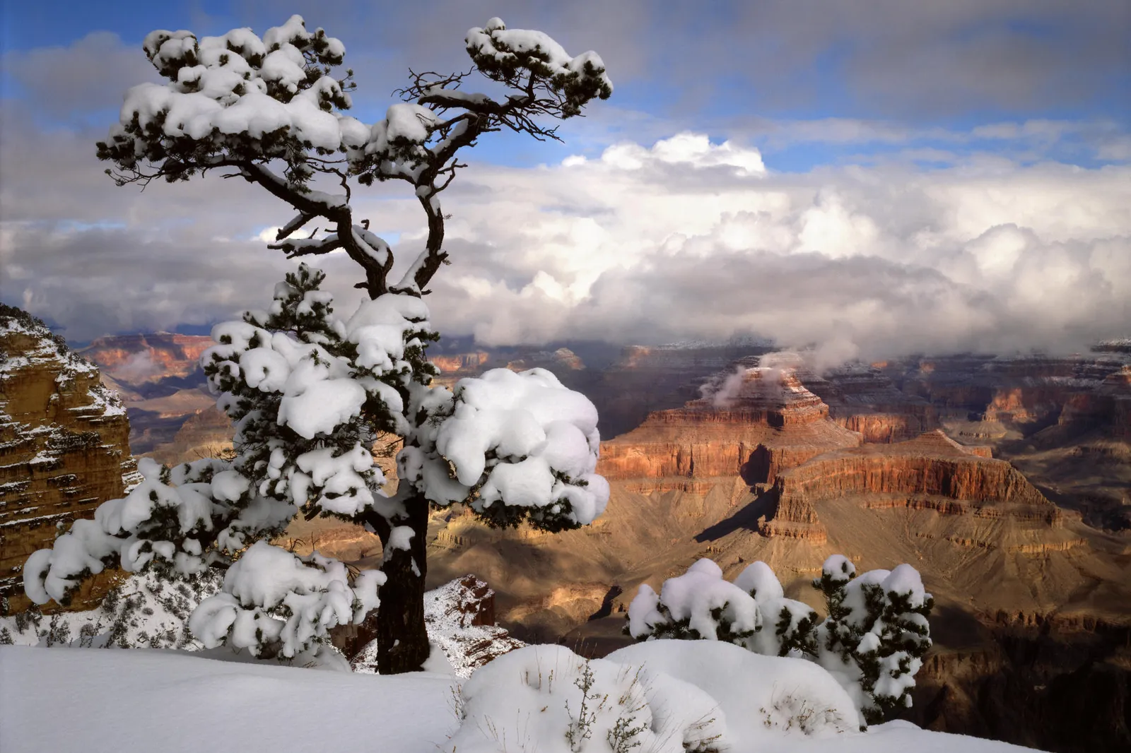 A snow-covered tree stands in the foreground with the Grand Canyon visible in the background under a cloudy sky.