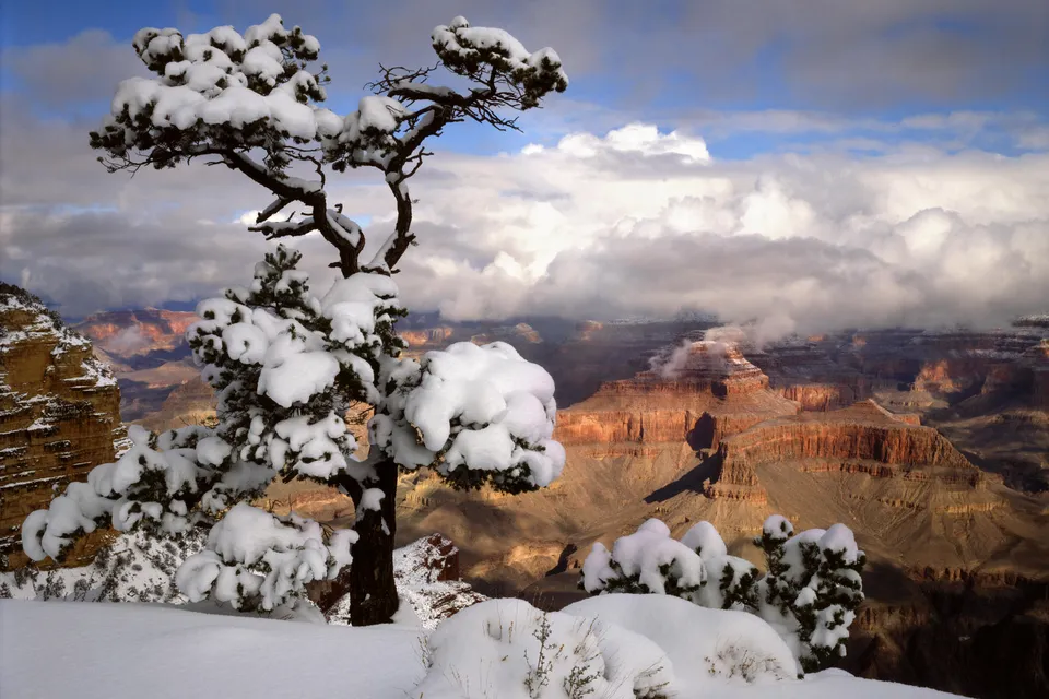 A snow-covered tree stands in the foreground with the Grand Canyon visible in the background under a cloudy sky.