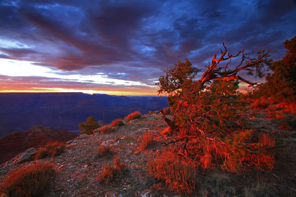 A dramatic sunset over the Grand Canyon, with fiery red light illuminating the foreground trees and a deep blue, cloudy sky.