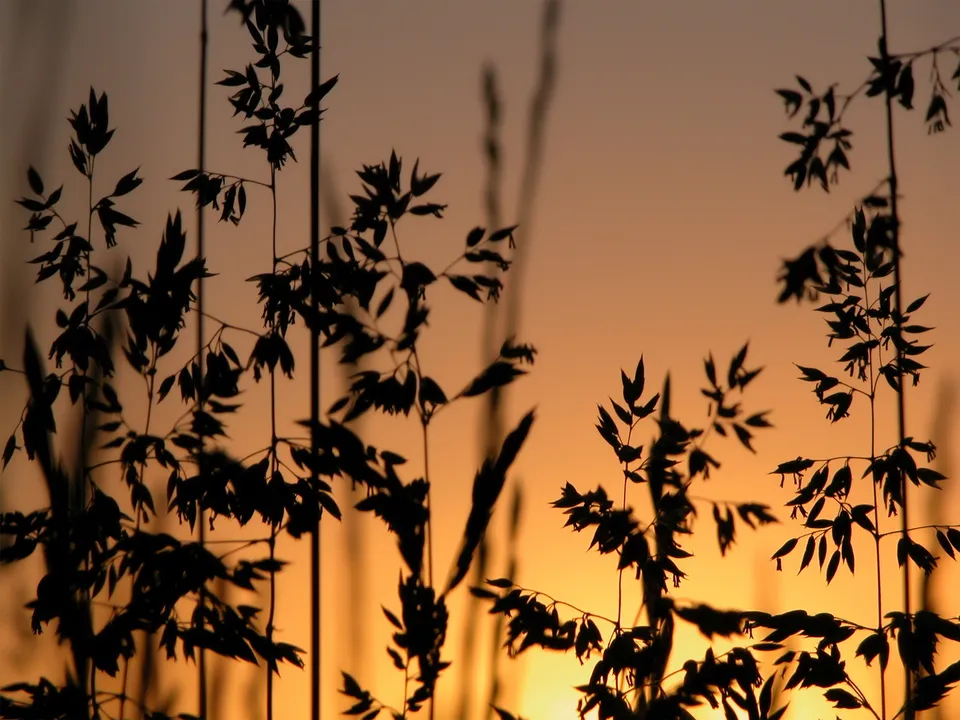 Silhouettes of tall grass stalks and seed heads against a warm orange and yellow sunset sky.