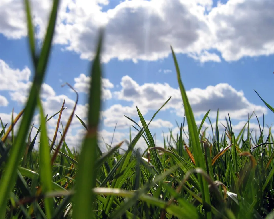 A low-angle view of green grass blades reaching towards a blue sky with fluffy white clouds.