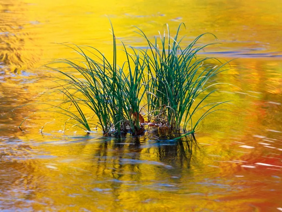 A clump of green grass grows in the middle of a body of water reflecting vibrant yellow and orange colors.