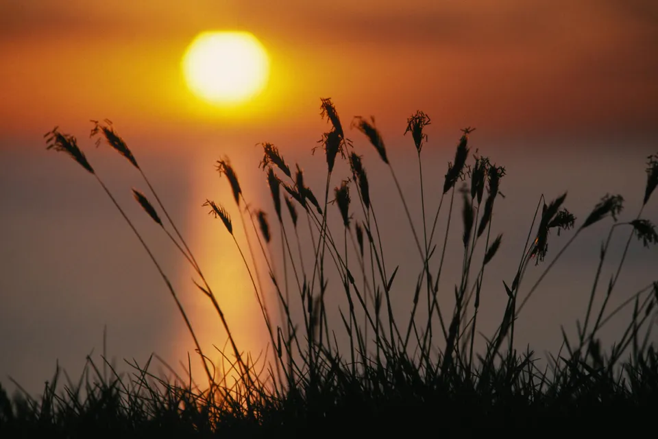 Silhouetted tall grasses and reeds in the foreground with a bright, glowing sun setting over a calm body of water.