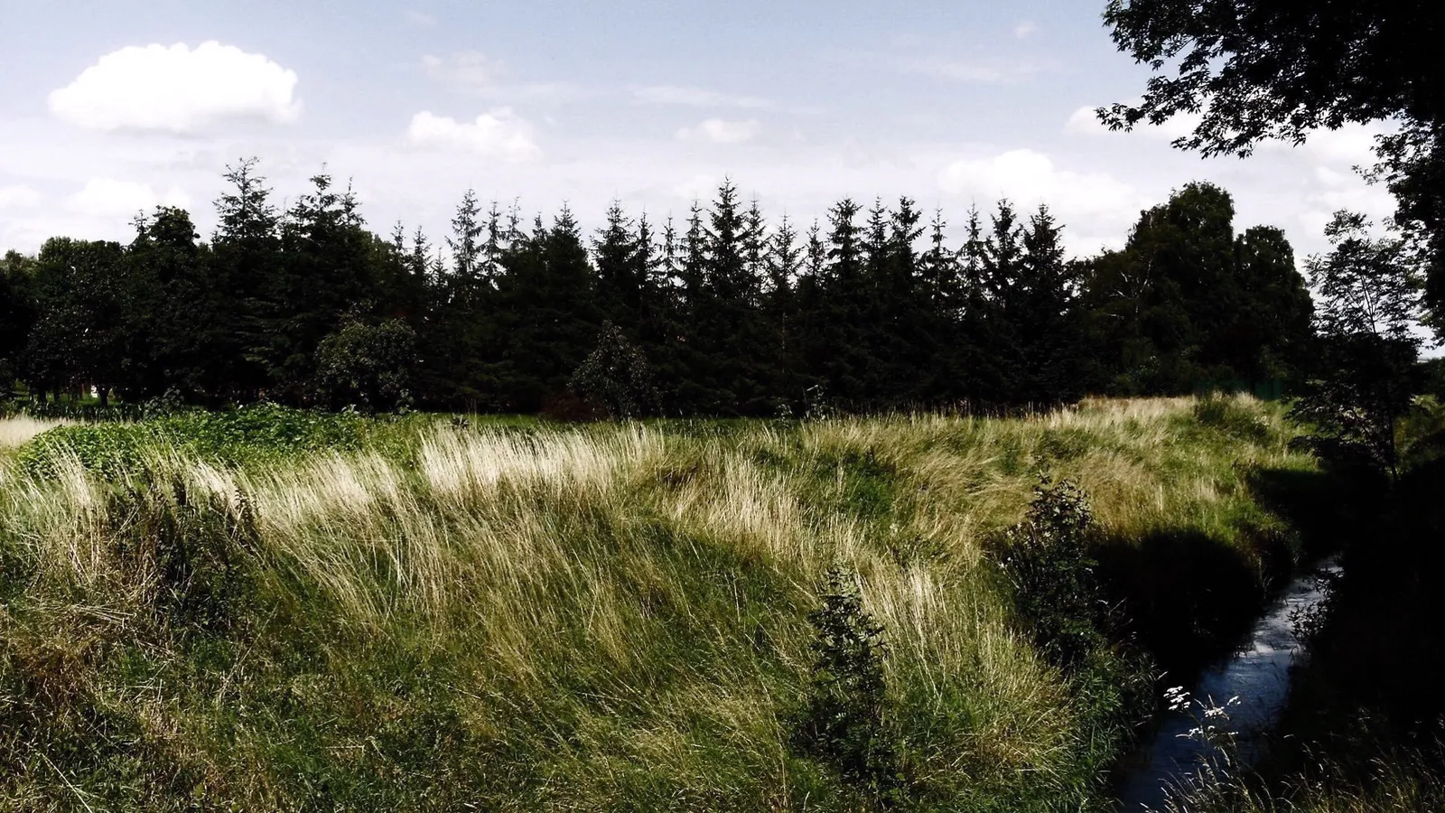 A wide grassy field with tall trees in the background and a small stream on the right.