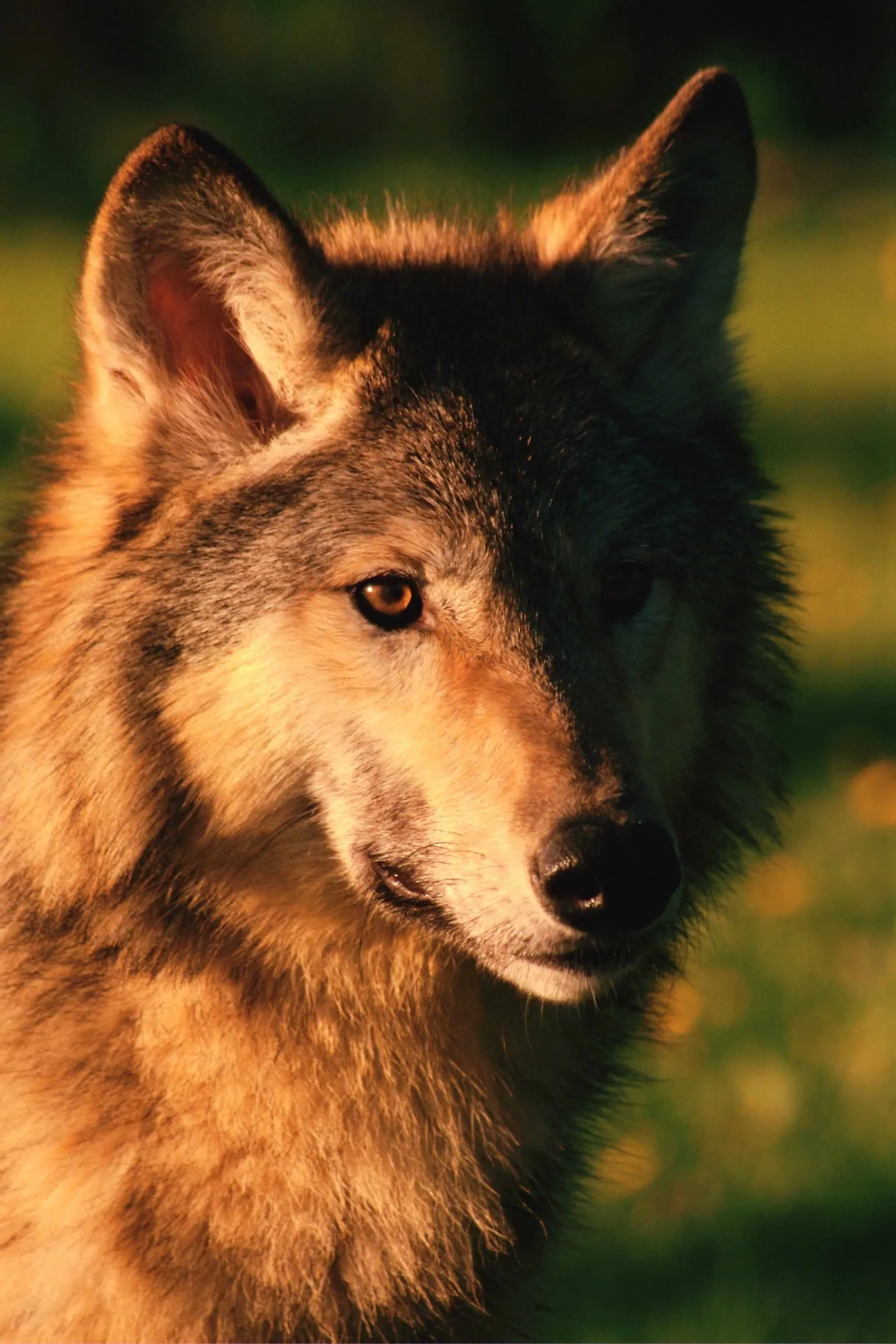A close-up portrait of a gray wolf with golden light illuminating its fur and face.
