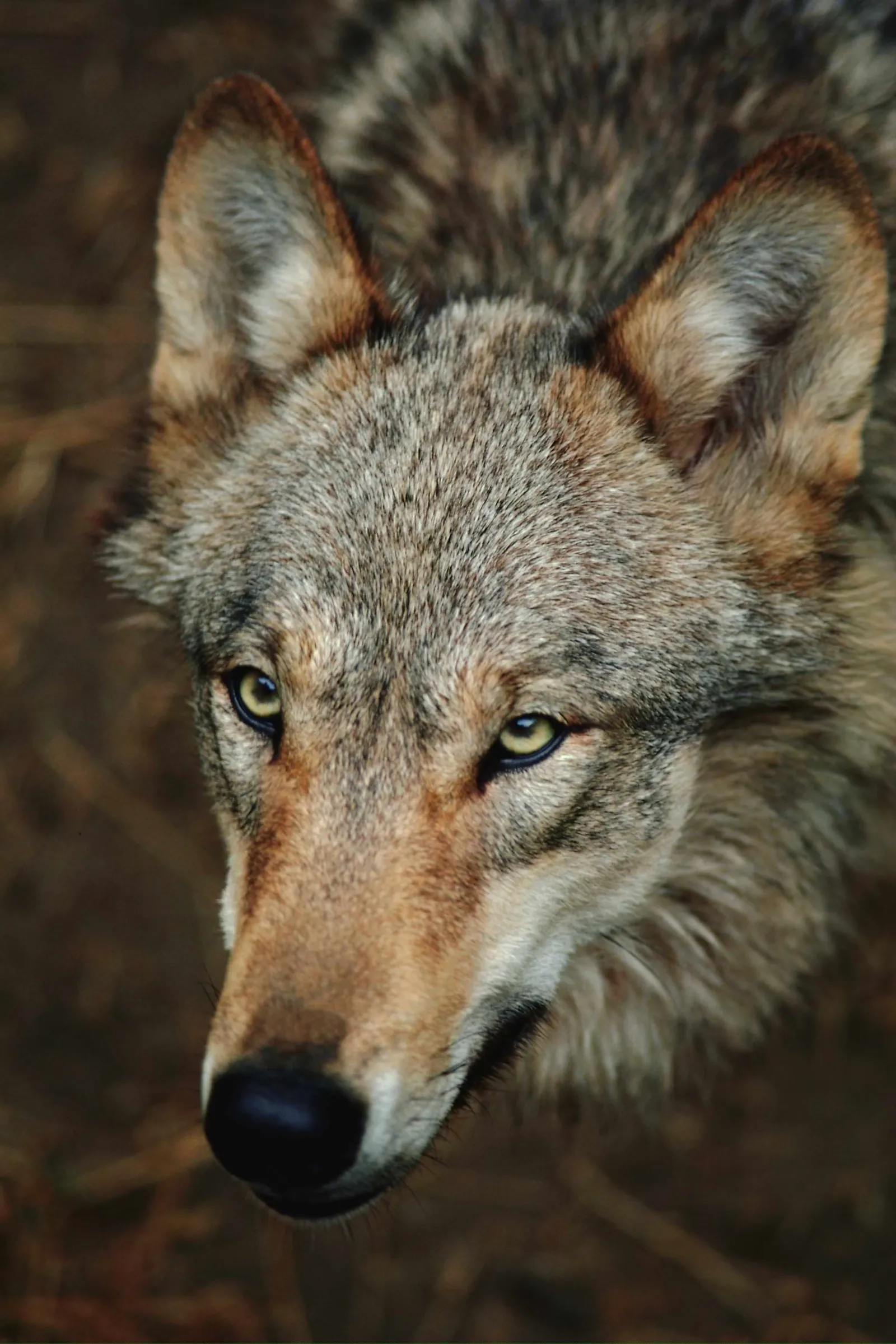 A close-up, high-angle view of a gray wolf's face, focusing on its piercing yellow eyes and textured fur.