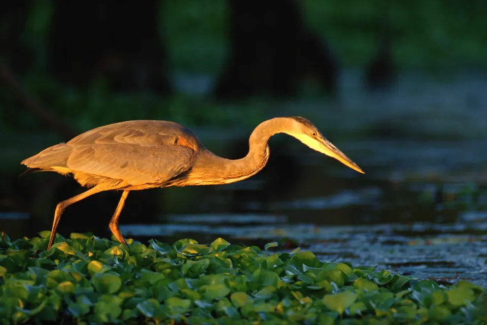 A Great Blue Heron stands on green lily pads, illuminated by warm sunlight, with dark water behind it.