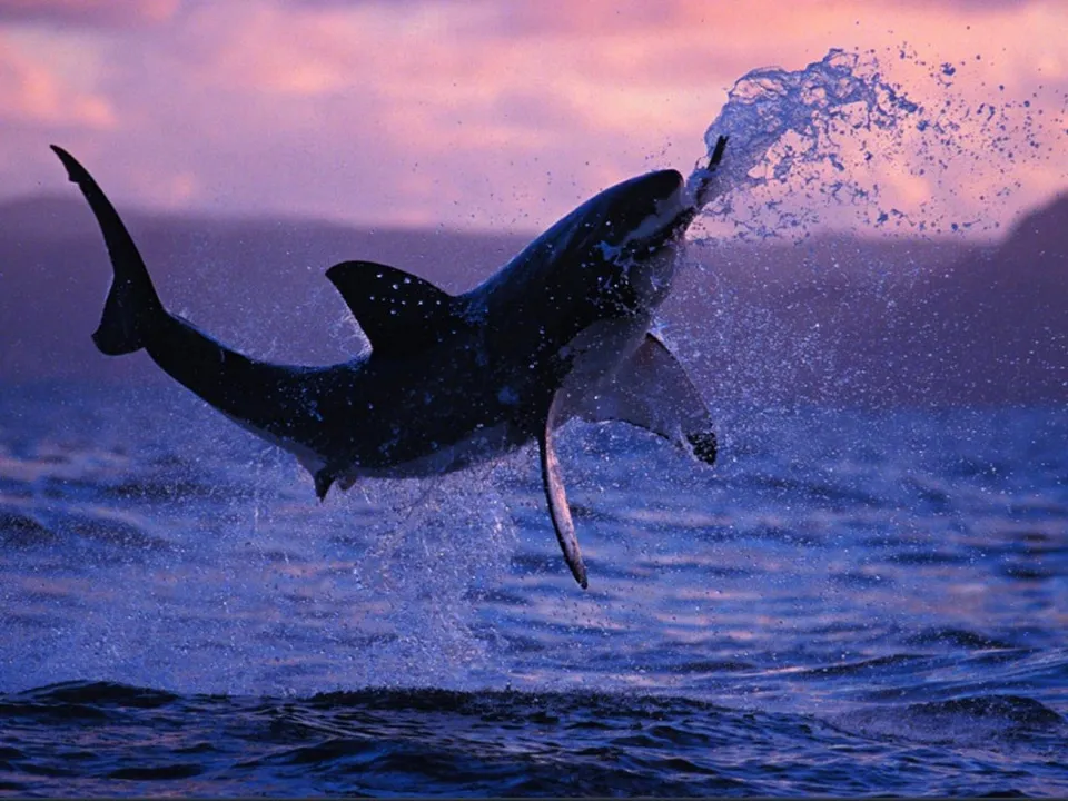 A great white shark leaps out of the water, spraying water, against a purple and pink sunset sky.