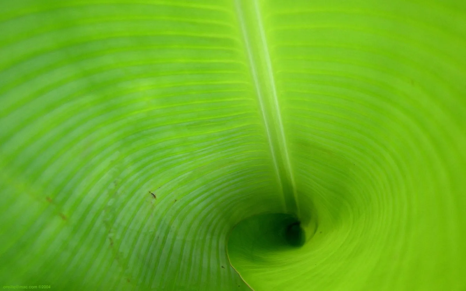 Close-up of a green banana leaf revealing its natural spiral and prominent veins.