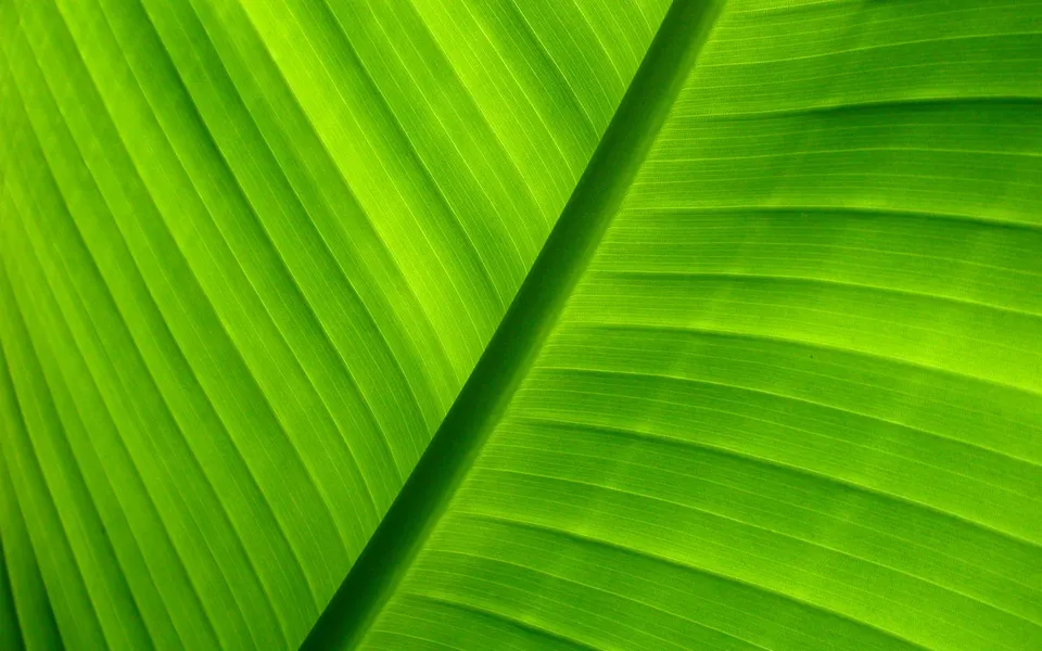 A close-up view of two bright green banana leaves with prominent veins, illuminated from behind.