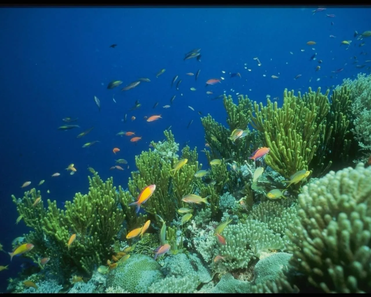 Lush green coral bushes are teeming with small, colorful fish.