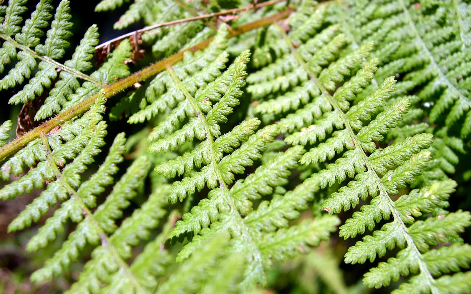 A close-up view of bright green fern fronds with intricate details and a blurred background.
