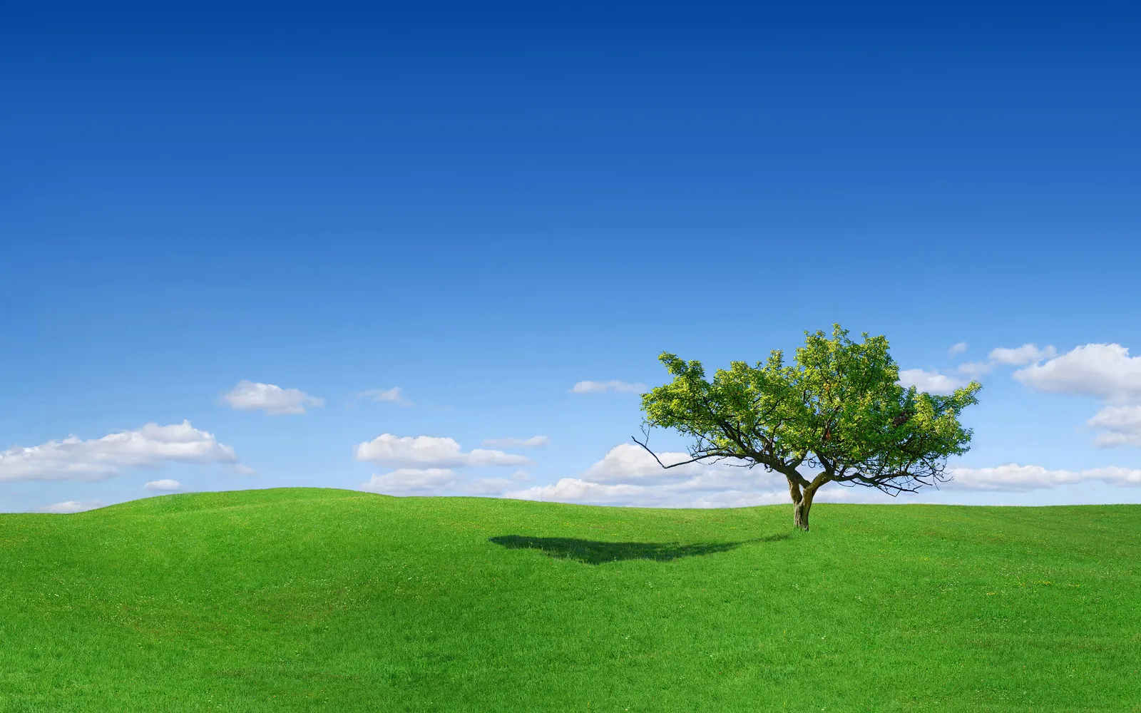 A lone green tree stands on a rolling green hill under a bright blue sky with scattered white clouds.