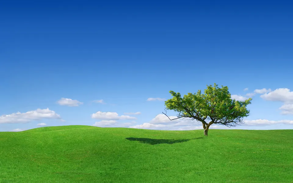 A lone green tree stands on a rolling green hill under a bright blue sky with scattered white clouds.