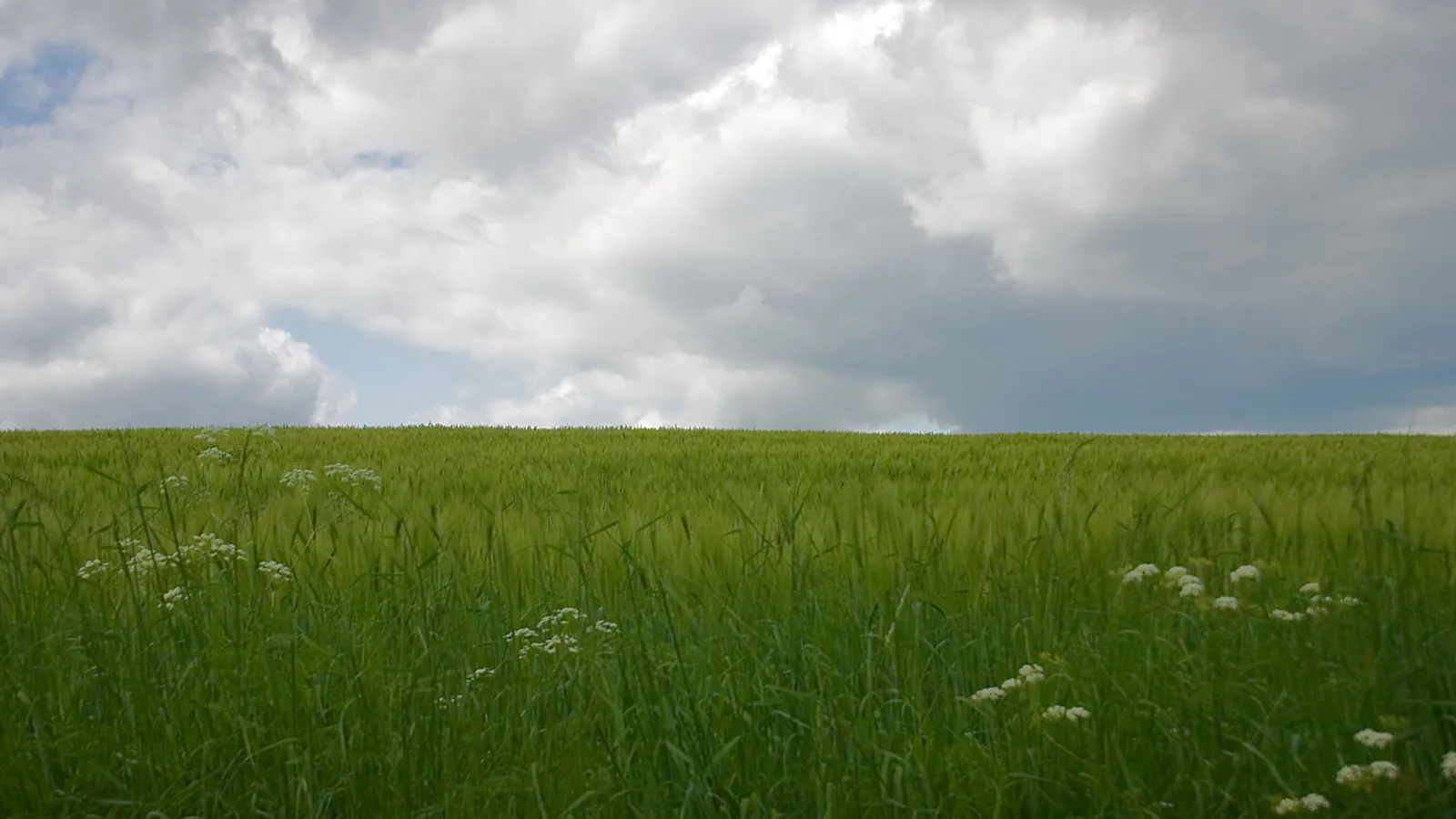 A wide expanse of green grass and wildflowers stretches towards a horizon under a sky filled with dramatic, dark clouds and patches of blue.