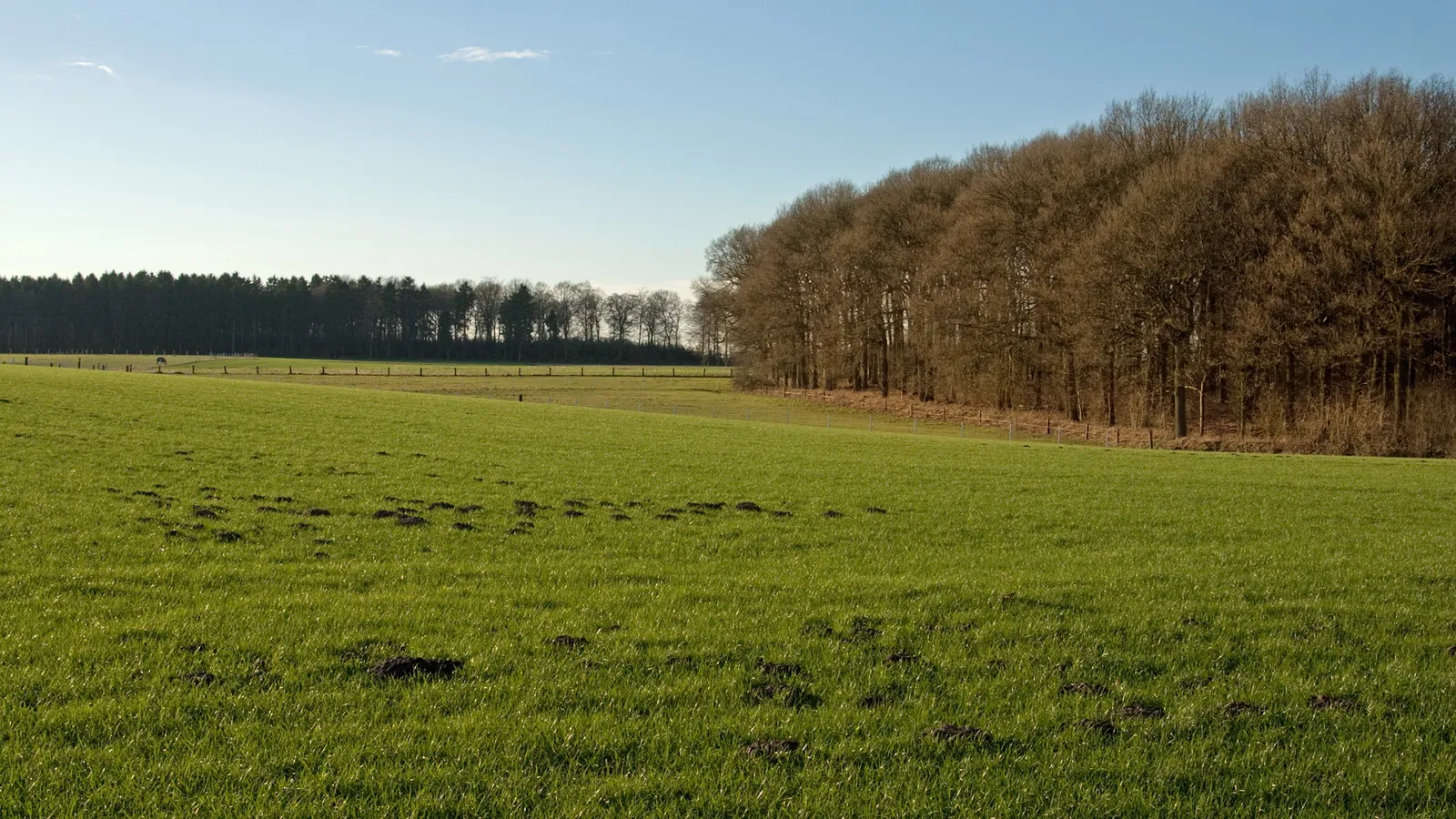 A wide, green grassy field with molehills, leading to a dense forest on a clear day.