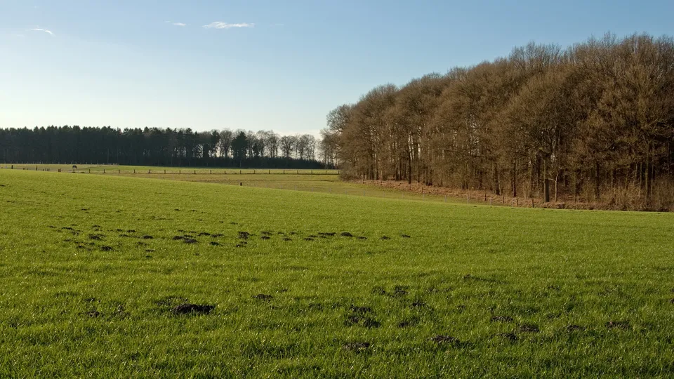 A wide, green grassy field with molehills, leading to a dense forest on a clear day.
