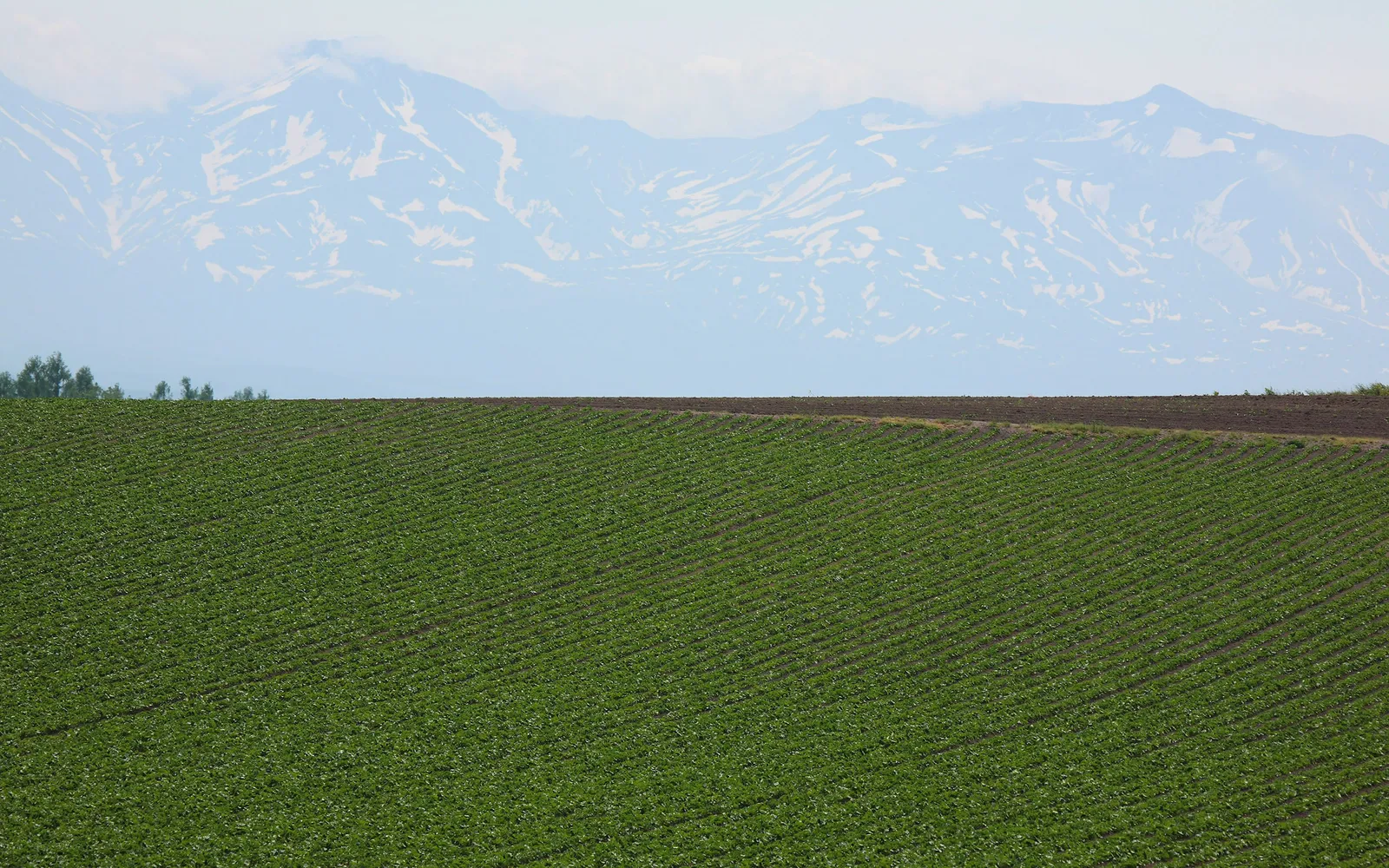 A vast green field with diagonal rows of crops stretches towards distant mountains capped with snow.