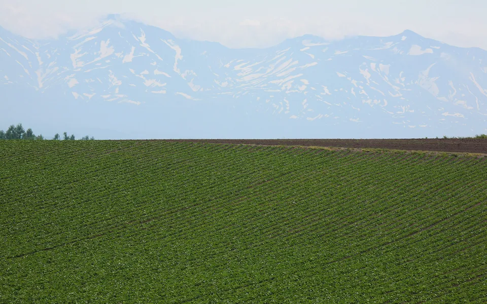 A vast green field with diagonal rows of crops stretches towards distant mountains capped with snow.