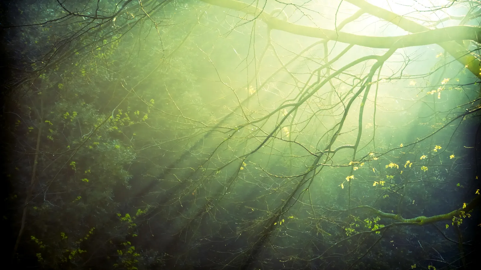 Sunbeams shine through a misty green forest canopy.