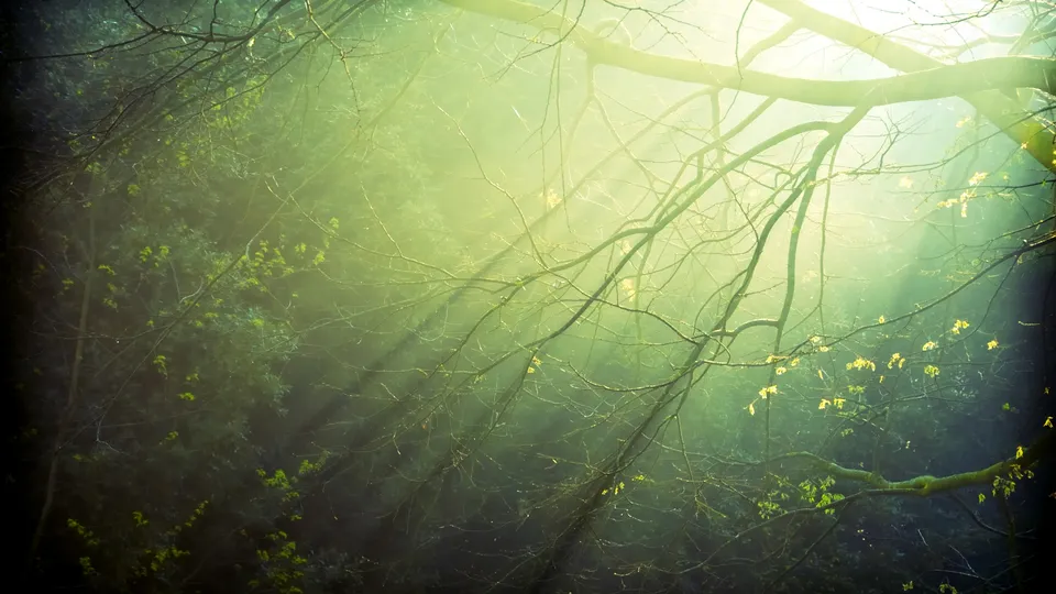 Sunbeams shine through a misty green forest canopy.