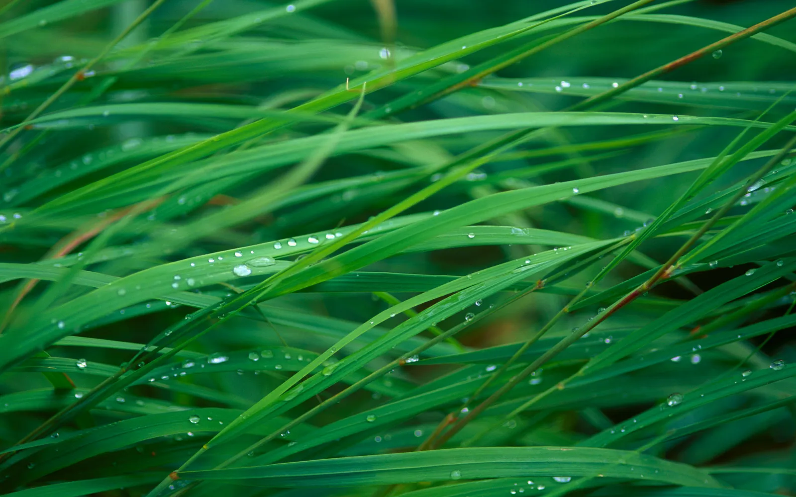 Close up of green grass blades with dew drops sparkling in the light.