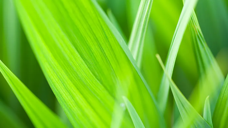Close-up view of vibrant green grass blades with visible veins, blurred background.
