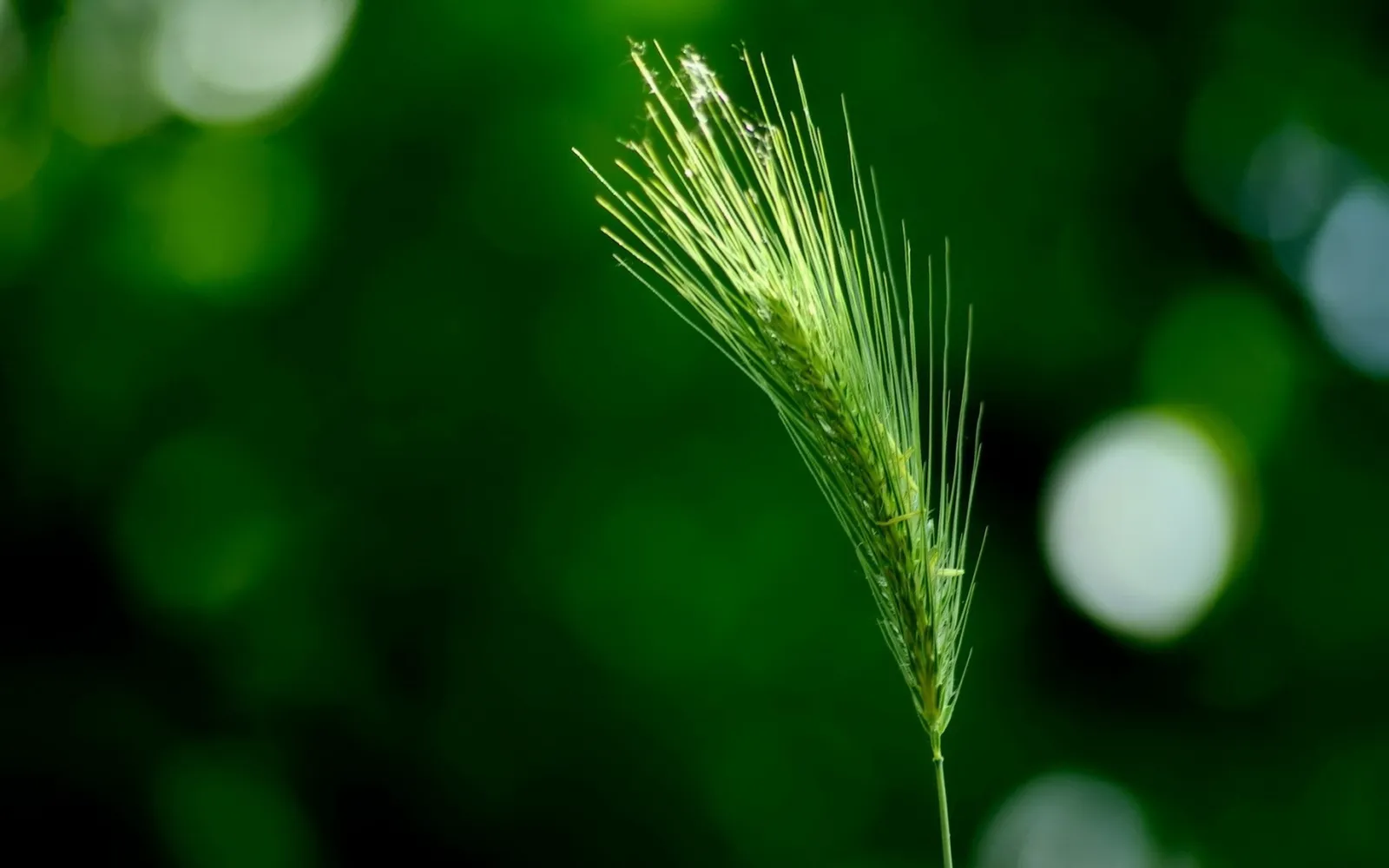 A close-up of a green grass seed head with delicate spikes, set against a blurred dark green background.