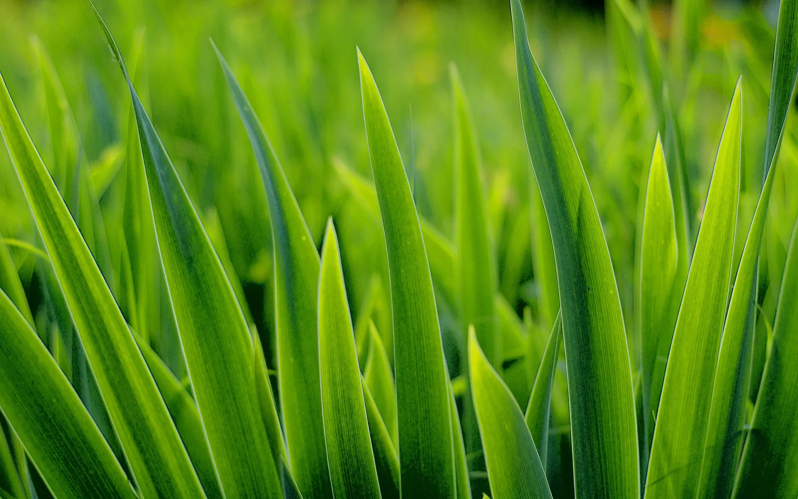 Close-up view of tall, vibrant green grass blades with sunlight shining through them.