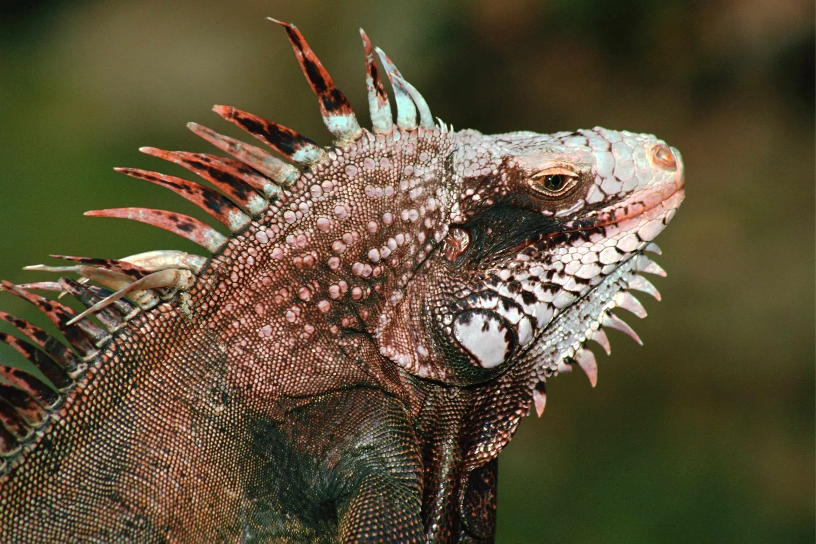 Close-up profile of a green iguana's head and neck, showing its scales and spiky crest.