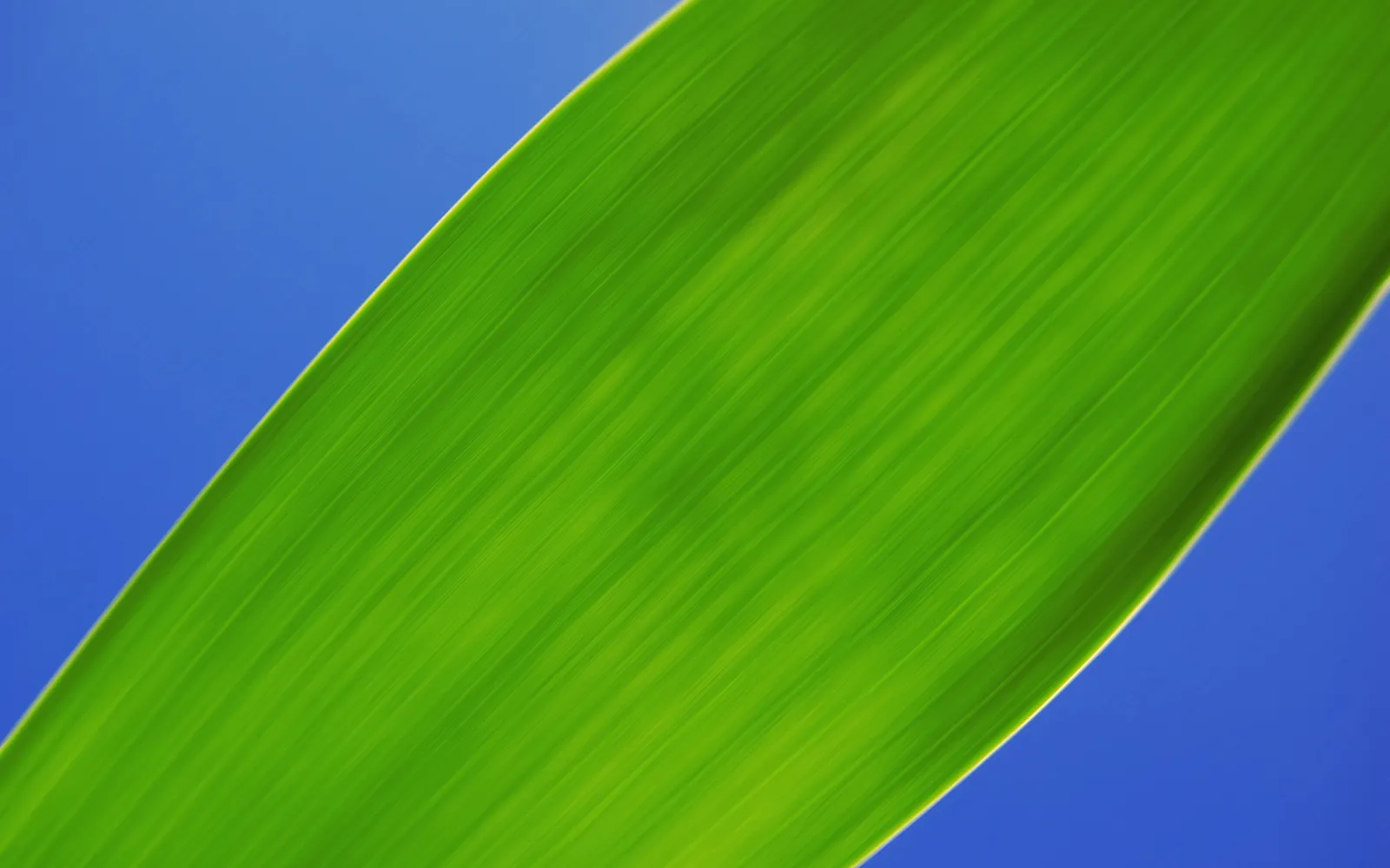 A close-up, abstract view of a bright green leaf with visible veins against a clear blue sky.