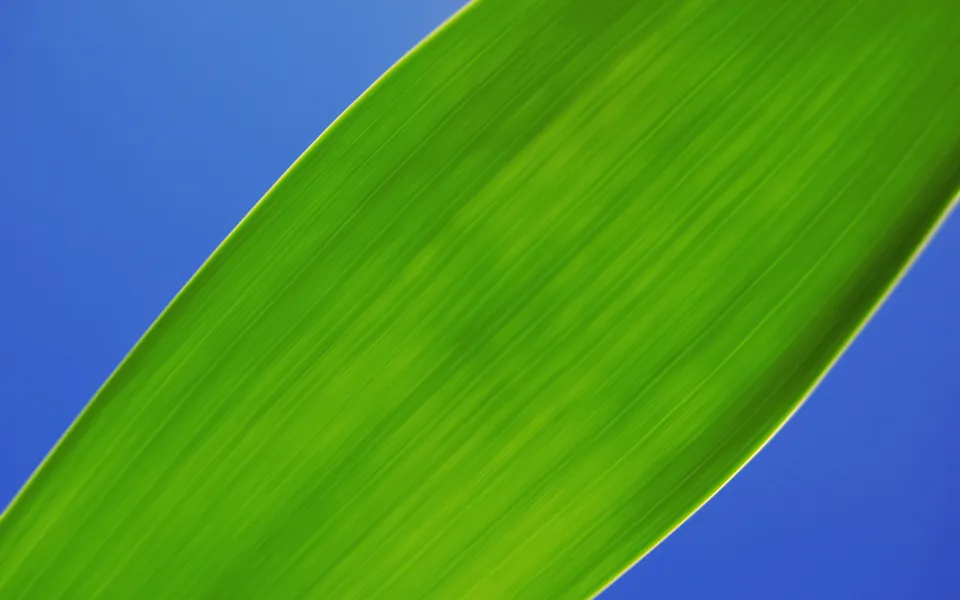 A close-up, abstract view of a bright green leaf with visible veins against a clear blue sky.
