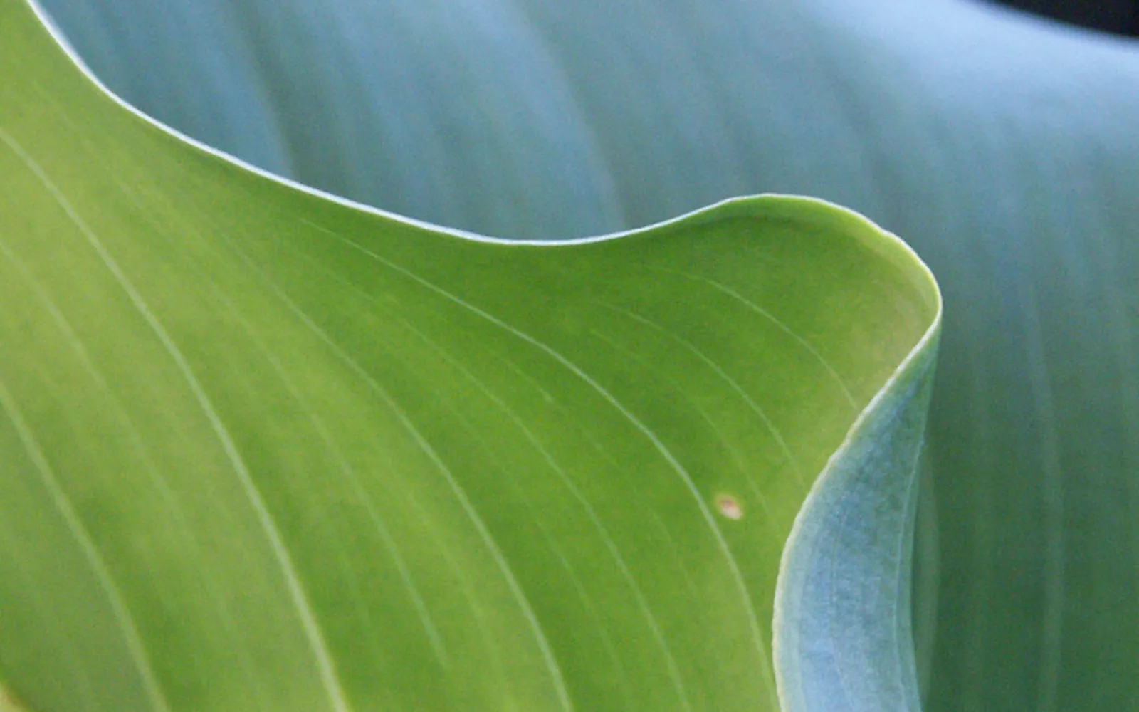 A close-up view of a vibrant green leaf with prominent veins and a curled edge.