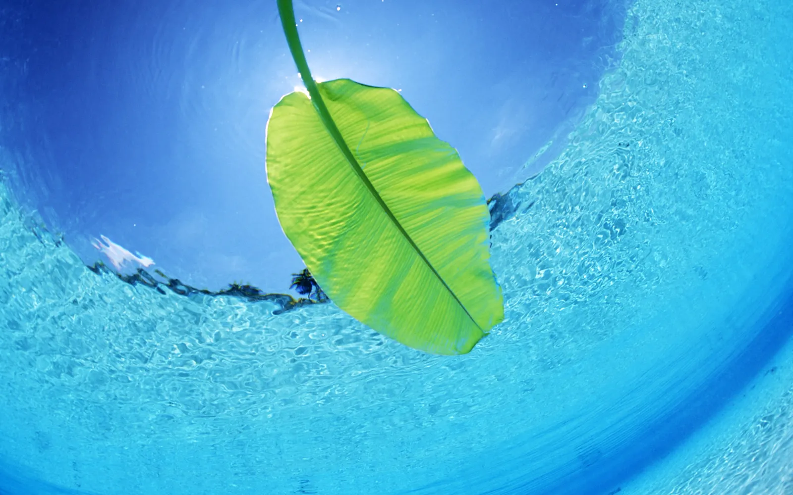 An underwater view of a bright green leaf floating on the surface of clear blue water, with the sun shining through.