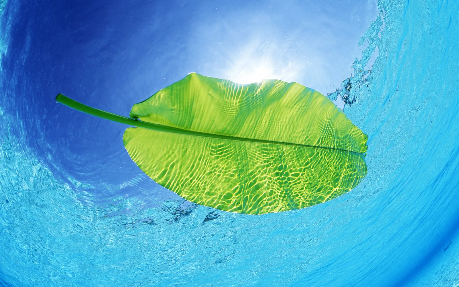A bright green leaf with visible veins floats on the surface of clear blue water, with sunlight shining through.