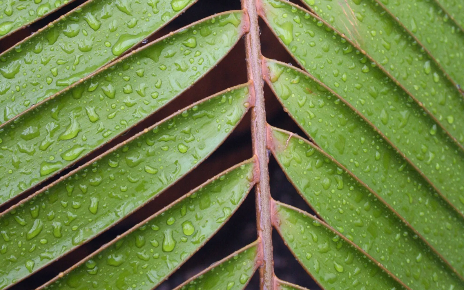 A close-up view of a green leaf with many small water droplets on its surface.