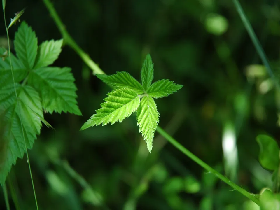 Close-up of vibrant green leaves with serrated edges, set against a blurred dark green background.
